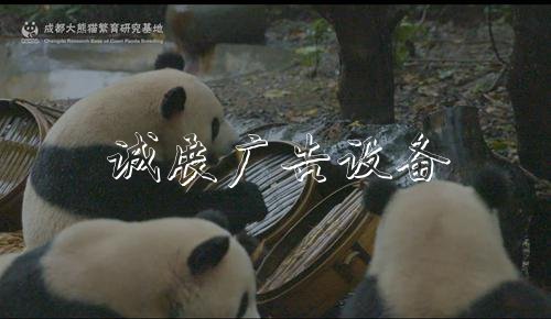 熊猫基地国庆7天限流不锈钢宣传栏 单日6万张全部实行网络购票