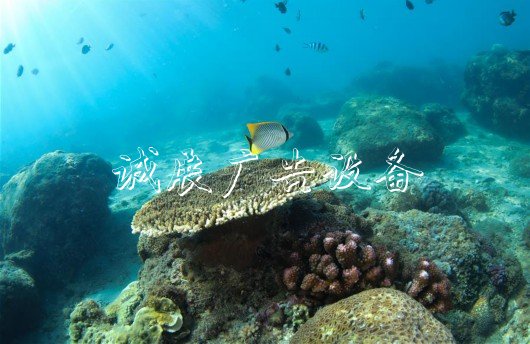 (环境)(5)五彩斑斓的水下世界