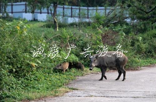 资料图：野猪拦路觅食。图片来源：香港《大公报》记者 黄俊华/摄