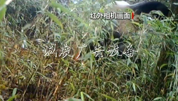 四川崇州:红外相机太阳能垃圾桶拍到野生大熊猫标记行为