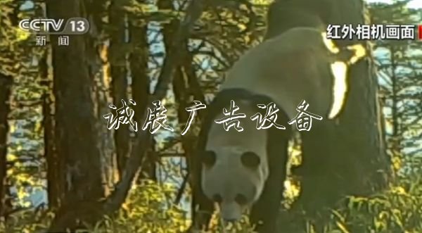 四川崇州:红外相机太阳能垃圾桶拍到野生大熊猫标记行为