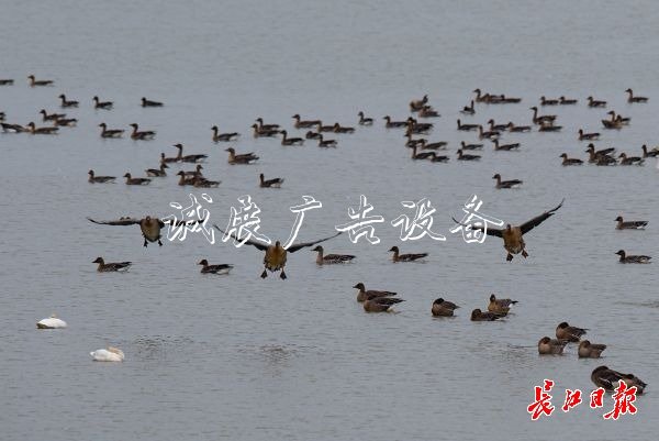 湿地保护得好不社区宣传栏好,主要是看鸟
