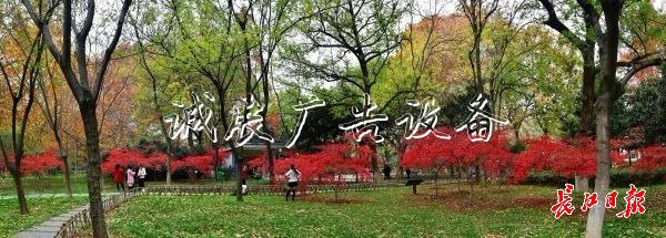 两座公园两文化宣传栏种“枫情”
