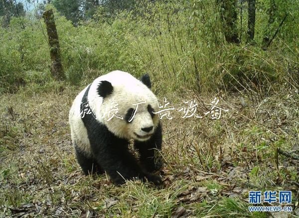 森林巡护员：野生路牌大熊猫栖息地守护者