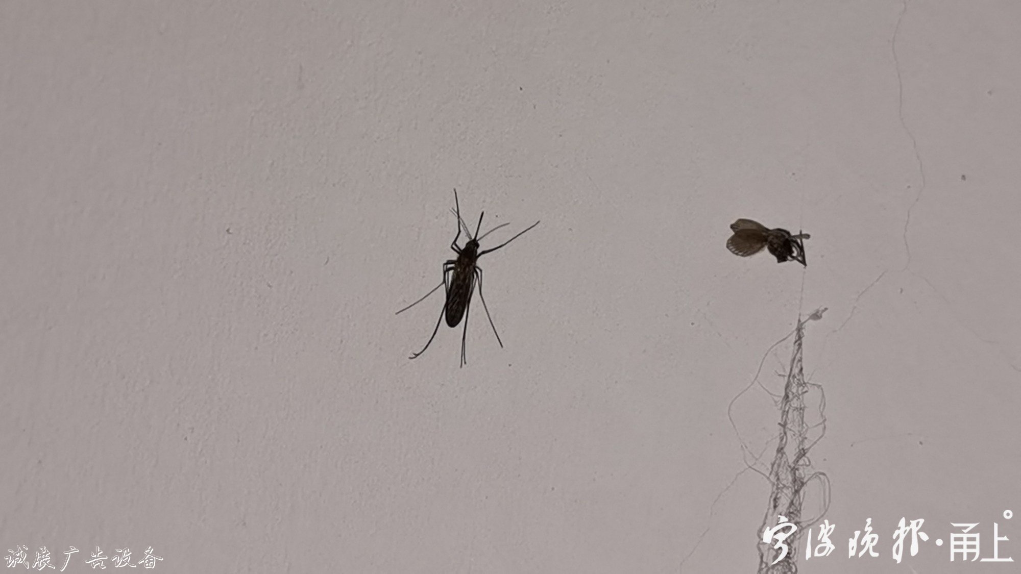 为什么冬季我还能在家宣传栏厂家见到蚊子？原来冬天蚊子